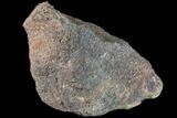 Polished Dinosaur Bone (Gembone) Section - Colorado #86826-2